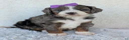 Mini Bernedoodle dogs for sale: Mini Indy - Ad 20