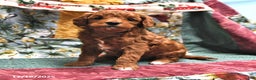 Goldendoodle dogs for sale: Molly - Ad 1