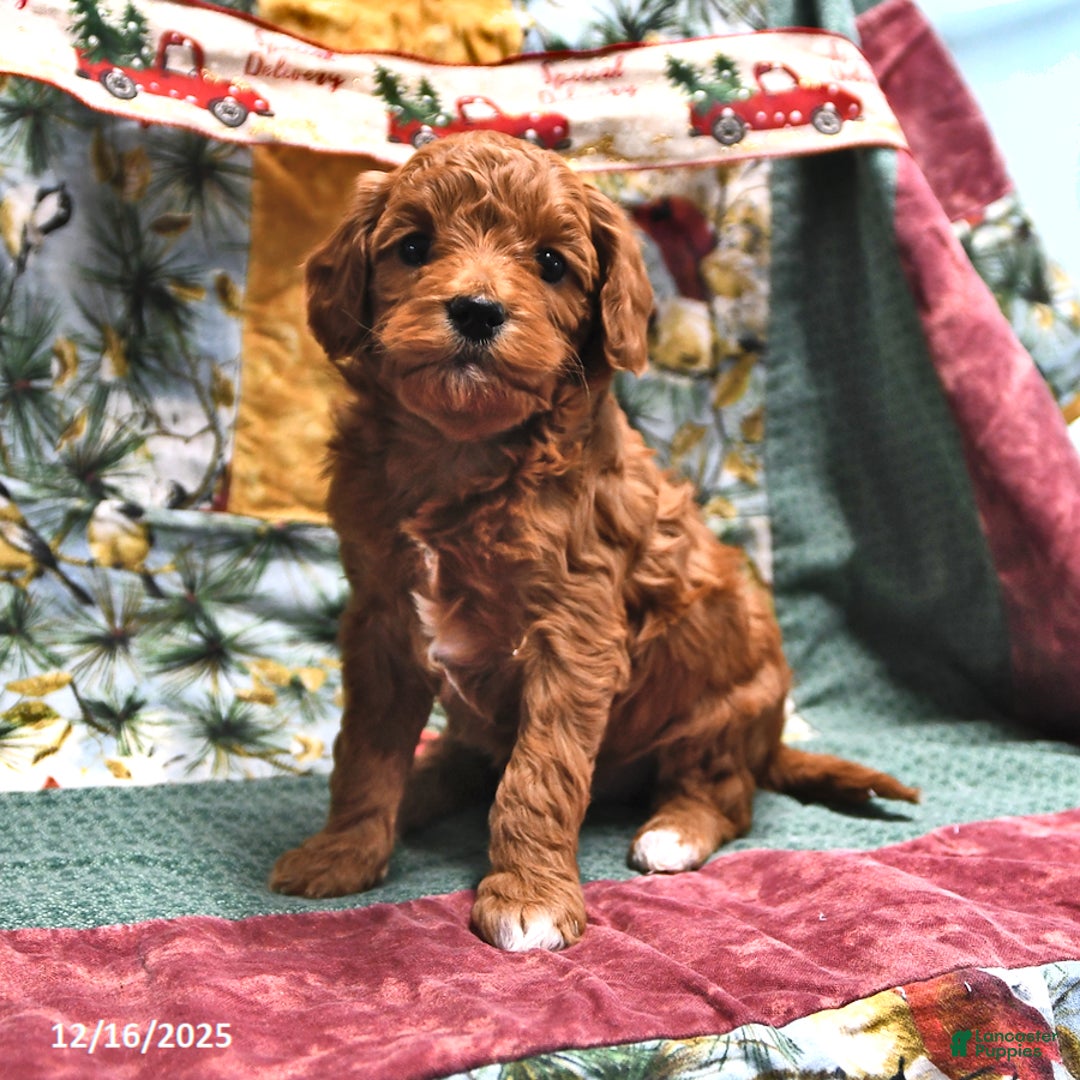 Goldendoodle dogs for sale: Molly - Ad 1
