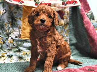 Goldendoodle dogs Molly - Ad 9