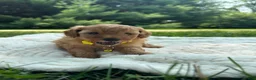Miniature Poodle dogs for sale: Teddy - Ad 3