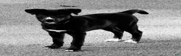 Mixed Breed dogs for sale: Lily - Ad 1