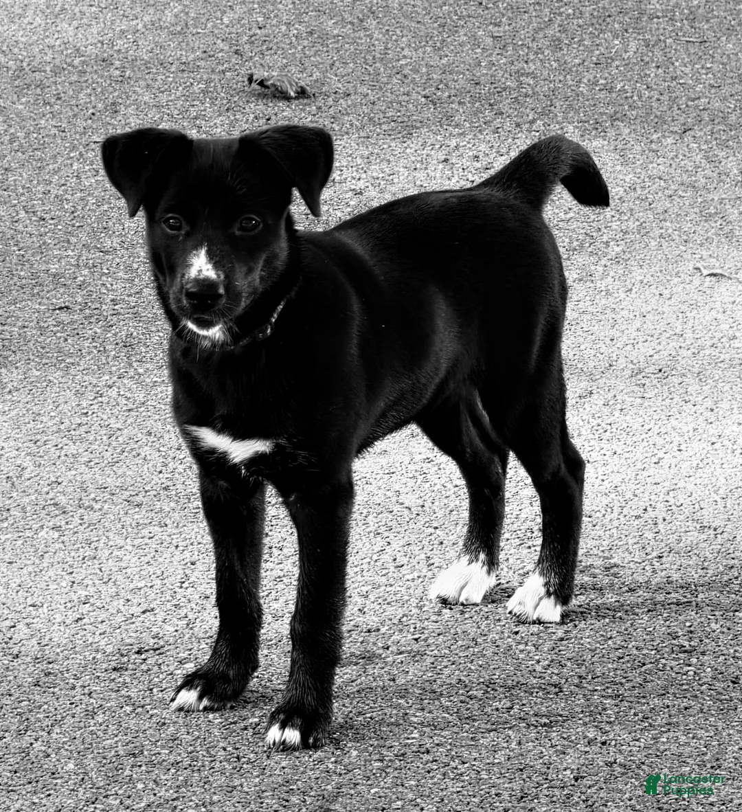 Mixed Breed dogs for sale: Lily - Ad 1