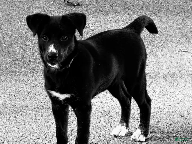 Mixed Breed dogs for sale: Lily - Ad 1