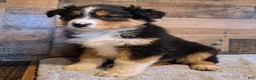 Australian Shepherd dogs for sale: Moody - Ad 5
