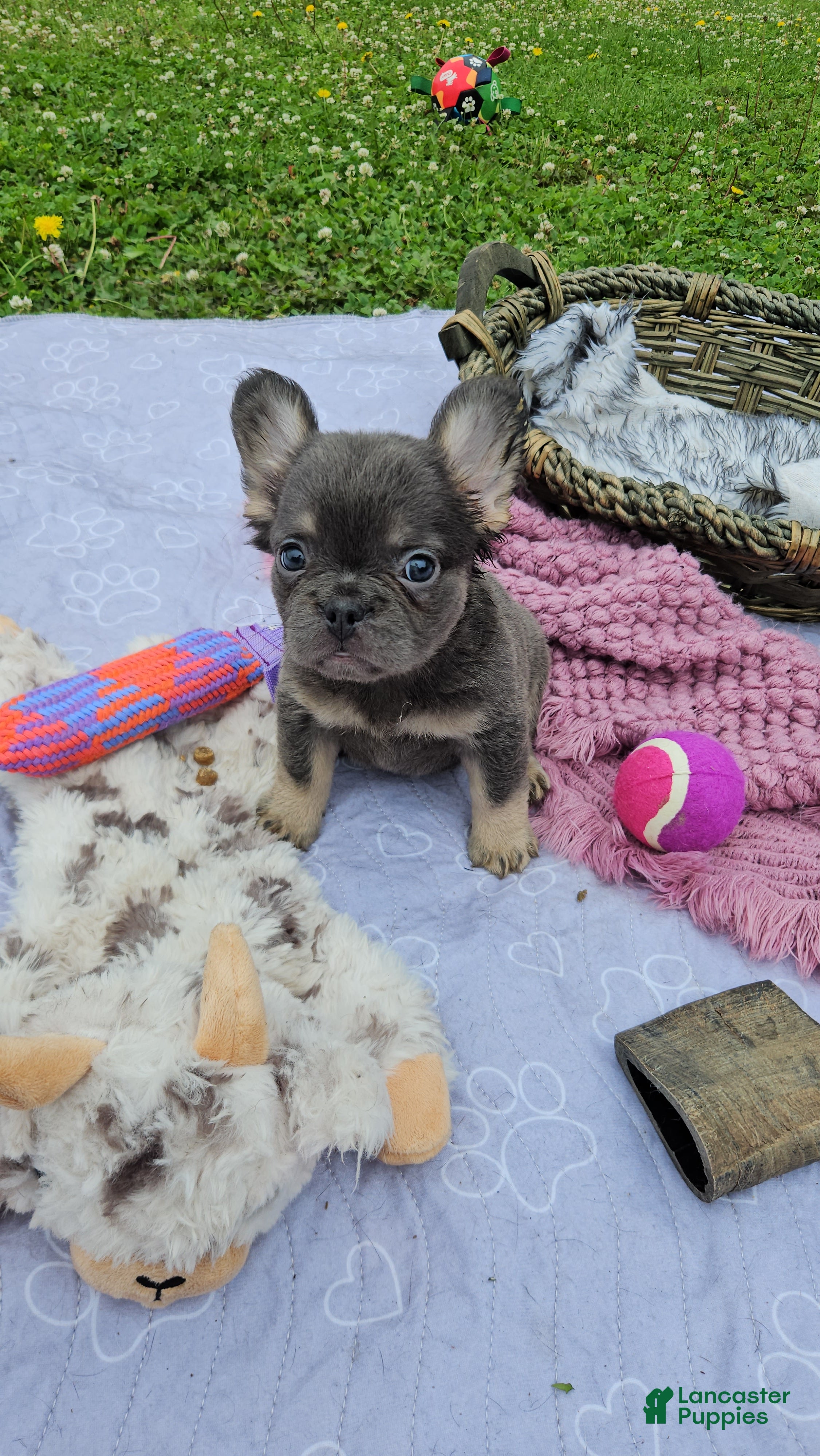 French Bulldog dogs French Bulldog Puppy 9 - Ad 2