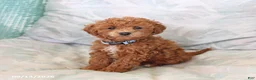 Toy Poodle dogs for sale: Raine - Ad 4