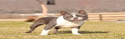 Boston Terrier dogs for sale: Jana - Ad 7