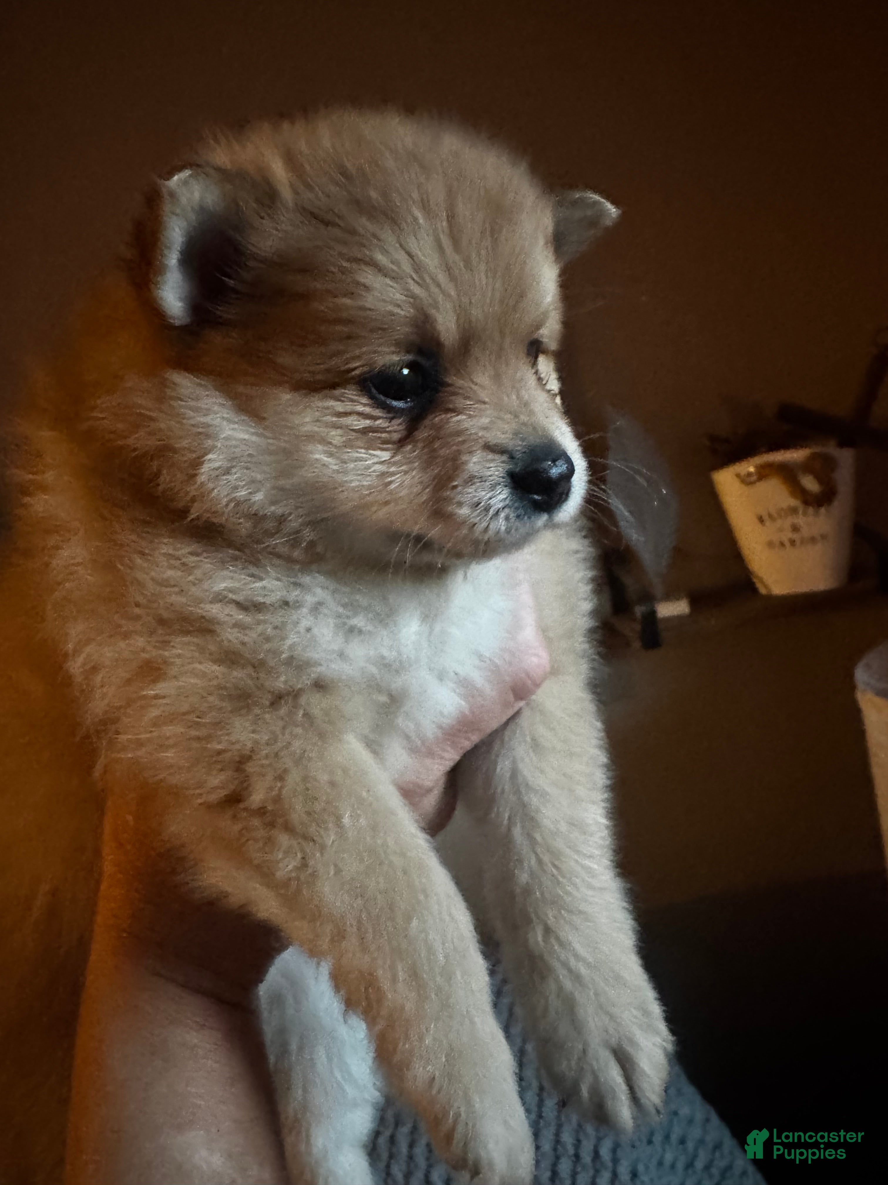 Pomeranian dogs Jasmine - Ad 2