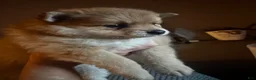 Pomeranian dogs for sale: Jasmine - Ad 4