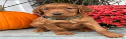 Irish Setter dogs for sale: Garrett - Ad 7
