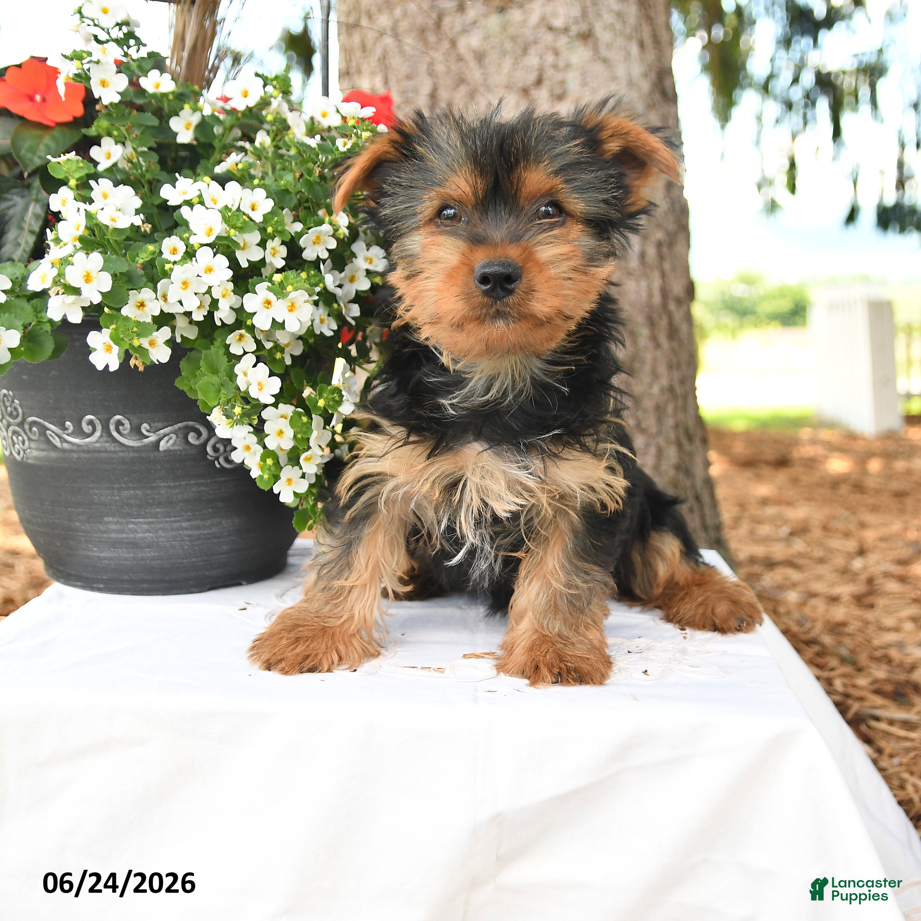 Yorkshire Terrier dogs Milo - Ad 2