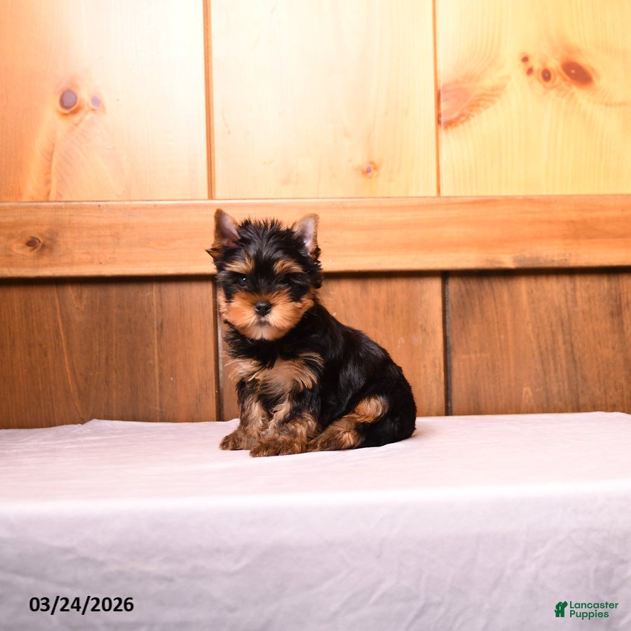 Yorkshire Terrier dogs Moe  - Ad 1