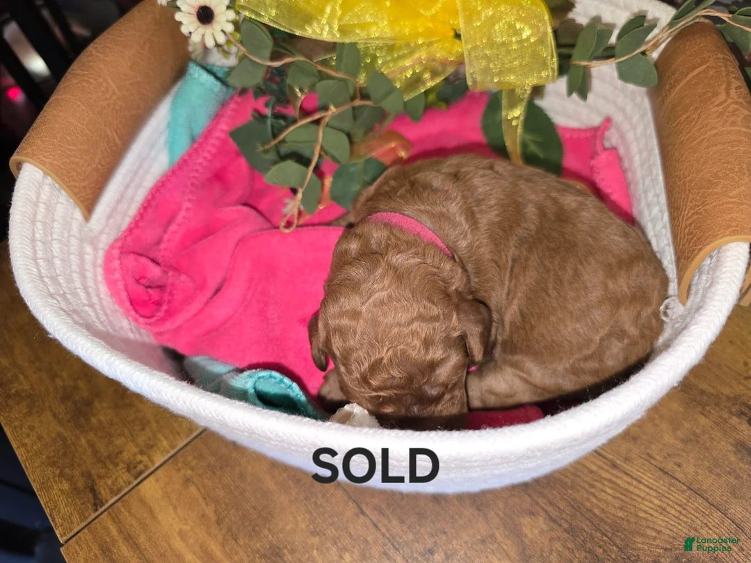 Goldendoodle dogs for sale: Goldendoodle Puppy 5 Sold - Ad 1
