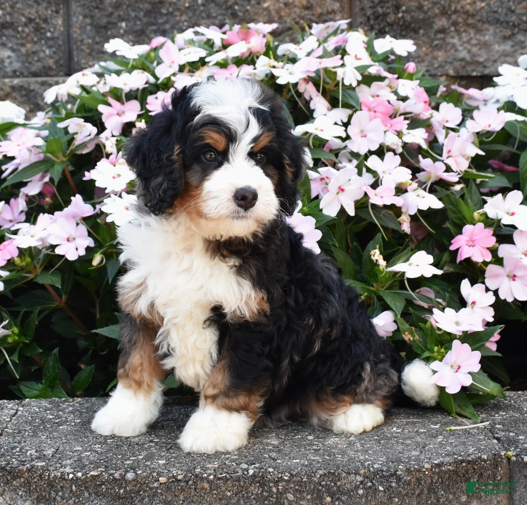 Mini Bernedoodle dogs for sale: Bear  - Ad 3