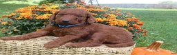 Mini Goldendoodle dogs for sale: Chocolate  - Ad 3
