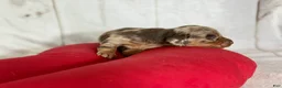 Miniature Dachshund dogs for sale: AKC LH Fallon DNA OFA - Ad 2