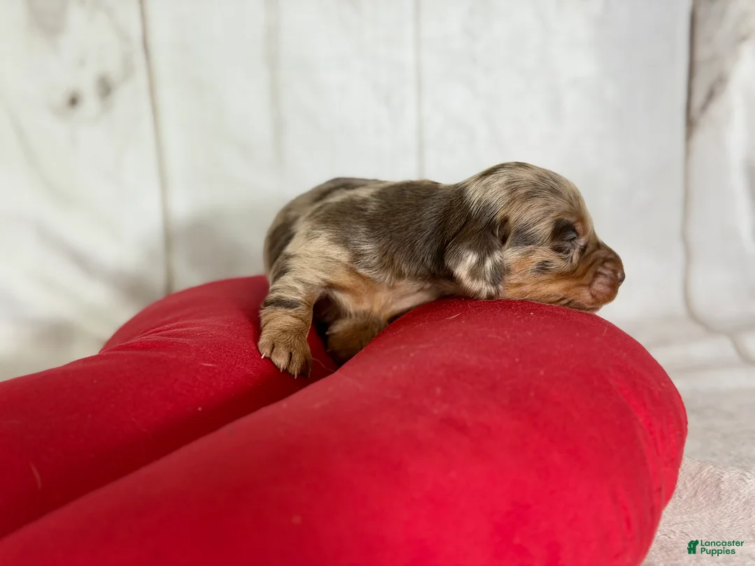Miniature Dachshund dogs for sale: AKC LH Fallon DNA OFA - Ad 2