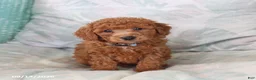 Toy Poodle dogs for sale: River - Ad 5