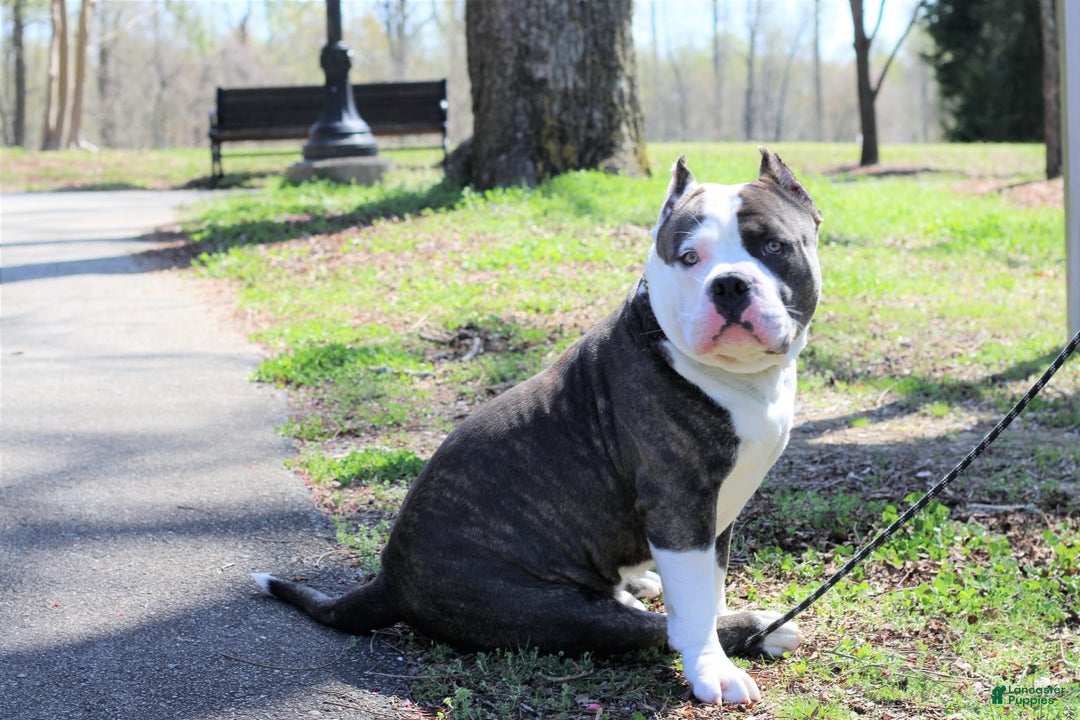 Gallery Image {{count}}