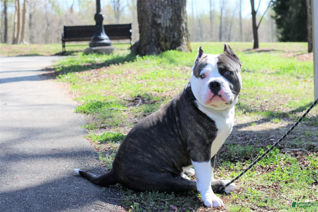 Gallery Image {{count}}