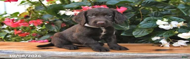 Ernie