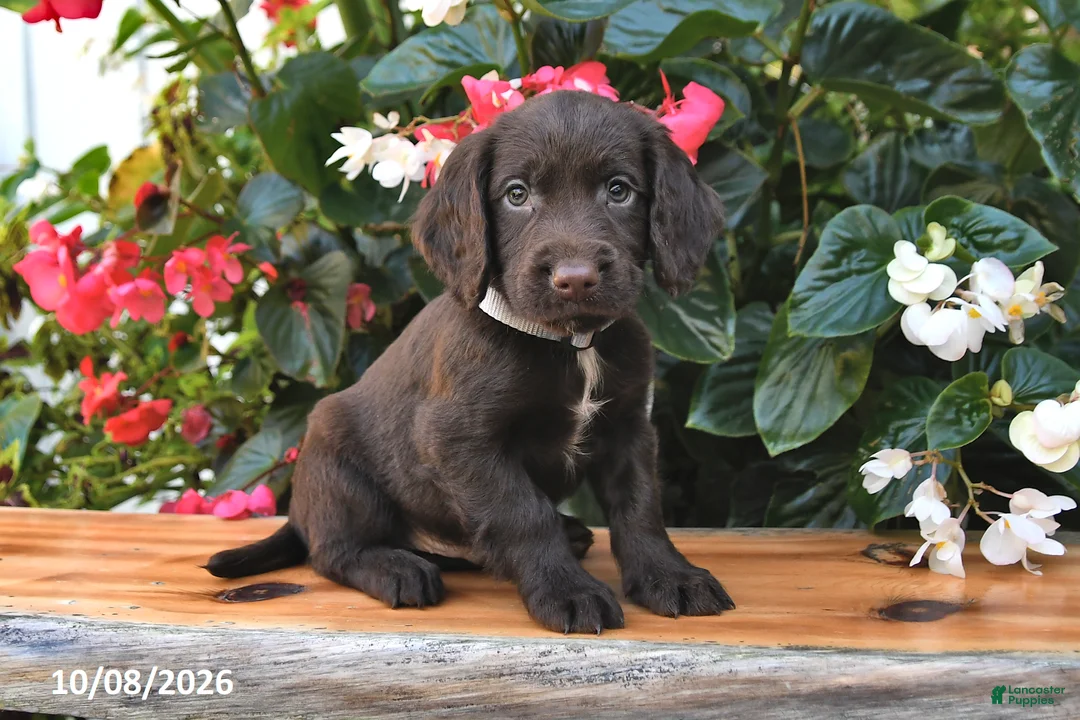 Cocker Spaniel dogs for sale: Ernie - Ad 1