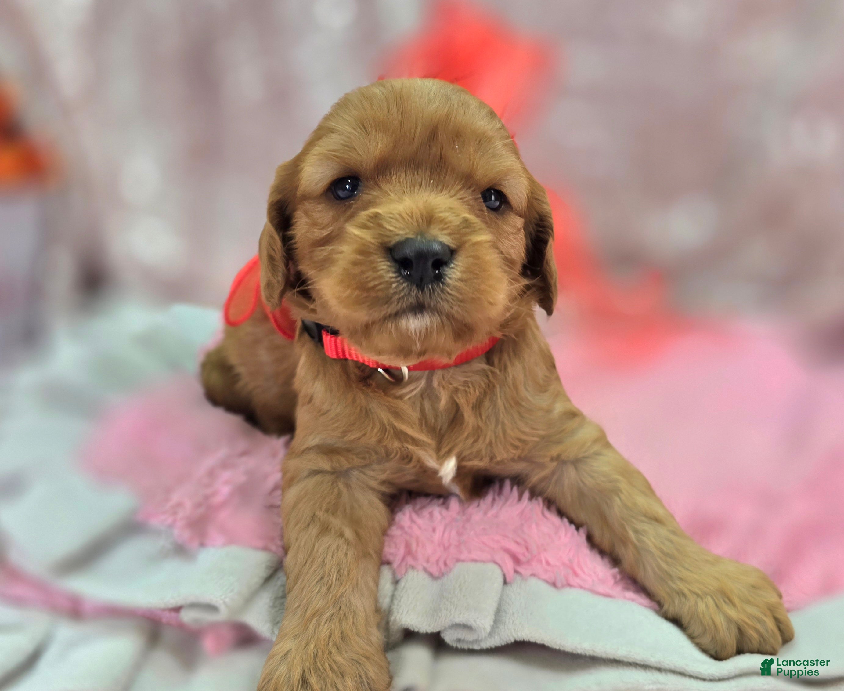 Cavapoo dogs Kodiak - Ad 29