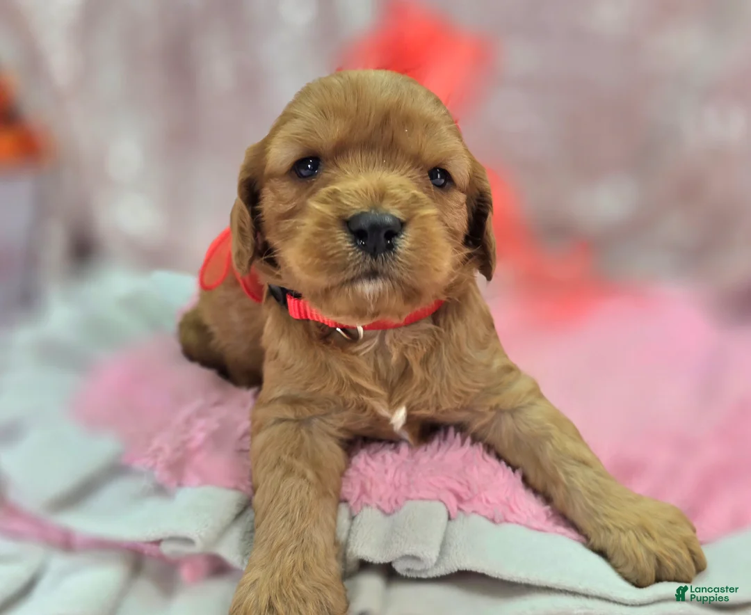 Cavapoo dogs for sale: Kodiak - Ad 1