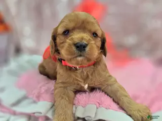 Cavapoo dogs Kodiak - Ad 29