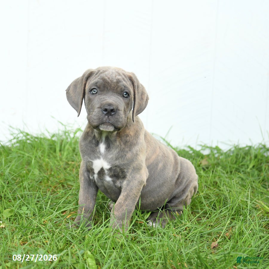 Cane Corso dogs Royal - Ad 1