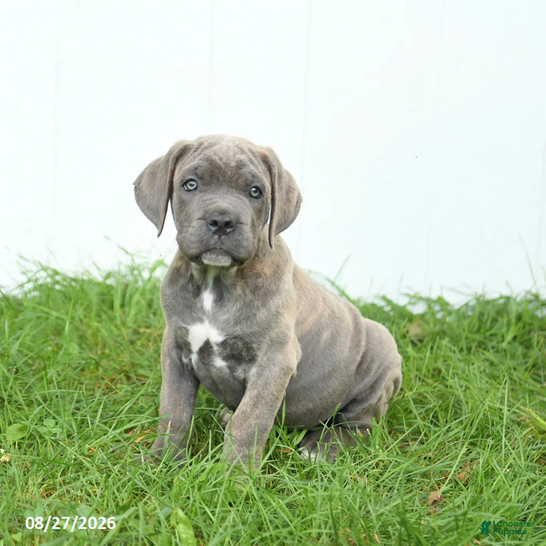 Cane Corso dogs for sale: Royal - Ad 1