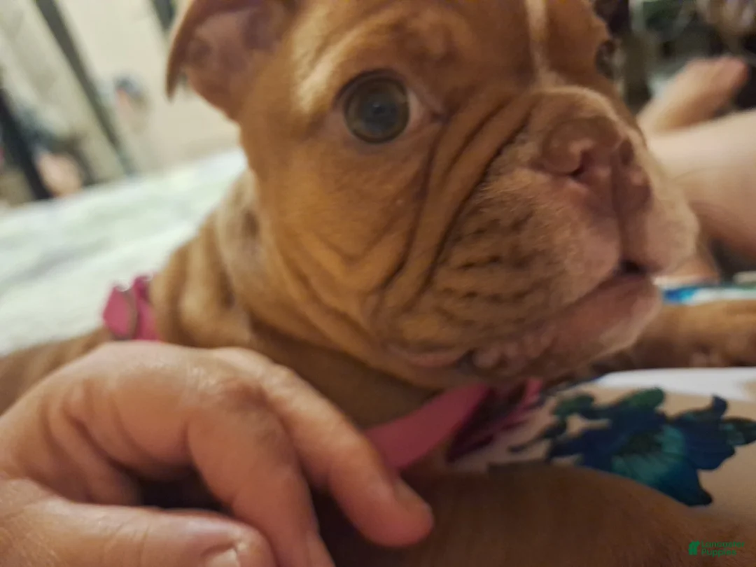 English Bulldog dogs for sale: English Bulldog Puppy 1 - Ad 5