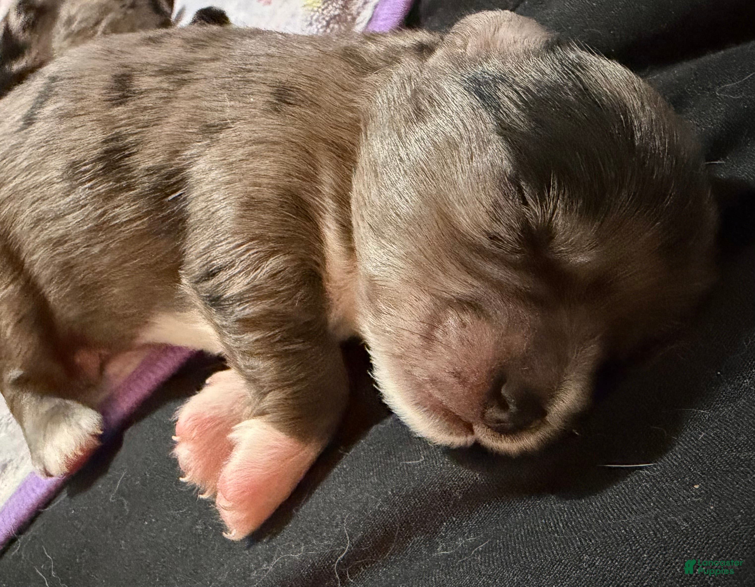 Mixed Breed dogs Mixed Breed 3 - Ad 15