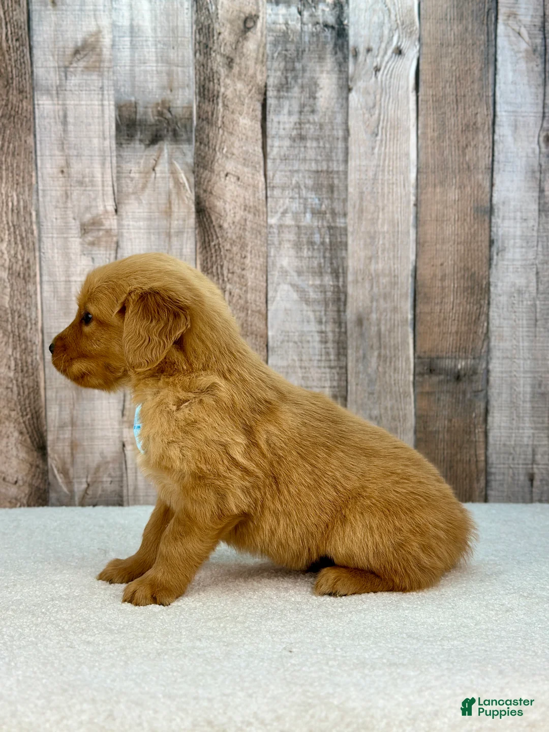 Golden Retriever dogs for sale: Bubba - 6238 - Ad 2