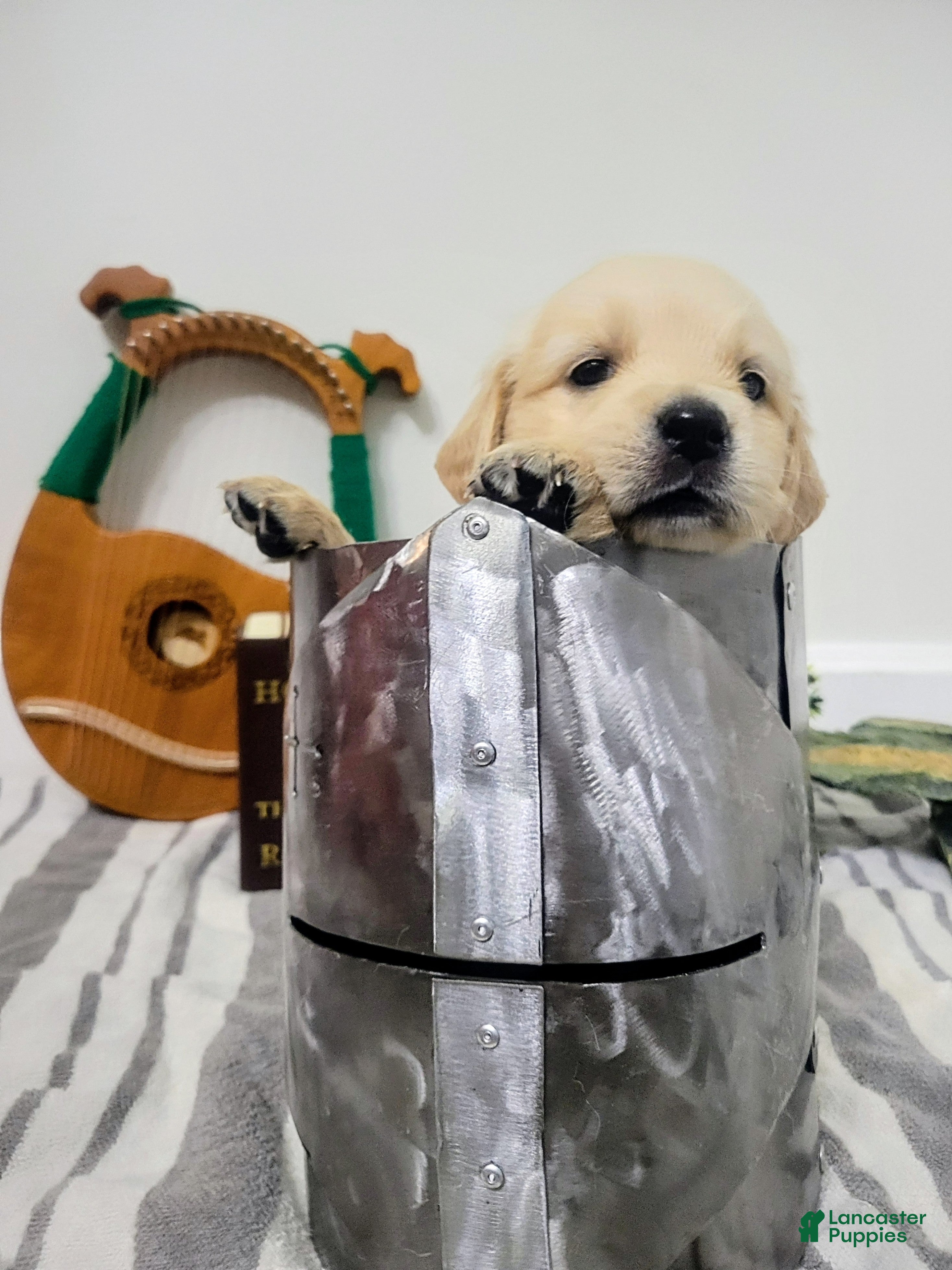 Golden Retriever dogs for sale: Arwen, Champion Sired - Ad 3