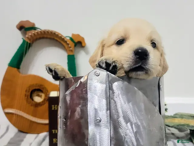 Golden Retriever dogs for sale: Arwen, Champion Sired - Ad 3