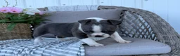 Boston Terrier dogs for sale: Luna - Ad 6