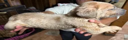 Cane Corso dogs for sale: Cane Corso 2 - Ad 7