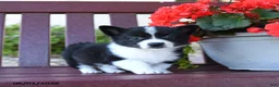Mixed Breed dogs for sale: Bessie - Ad 3