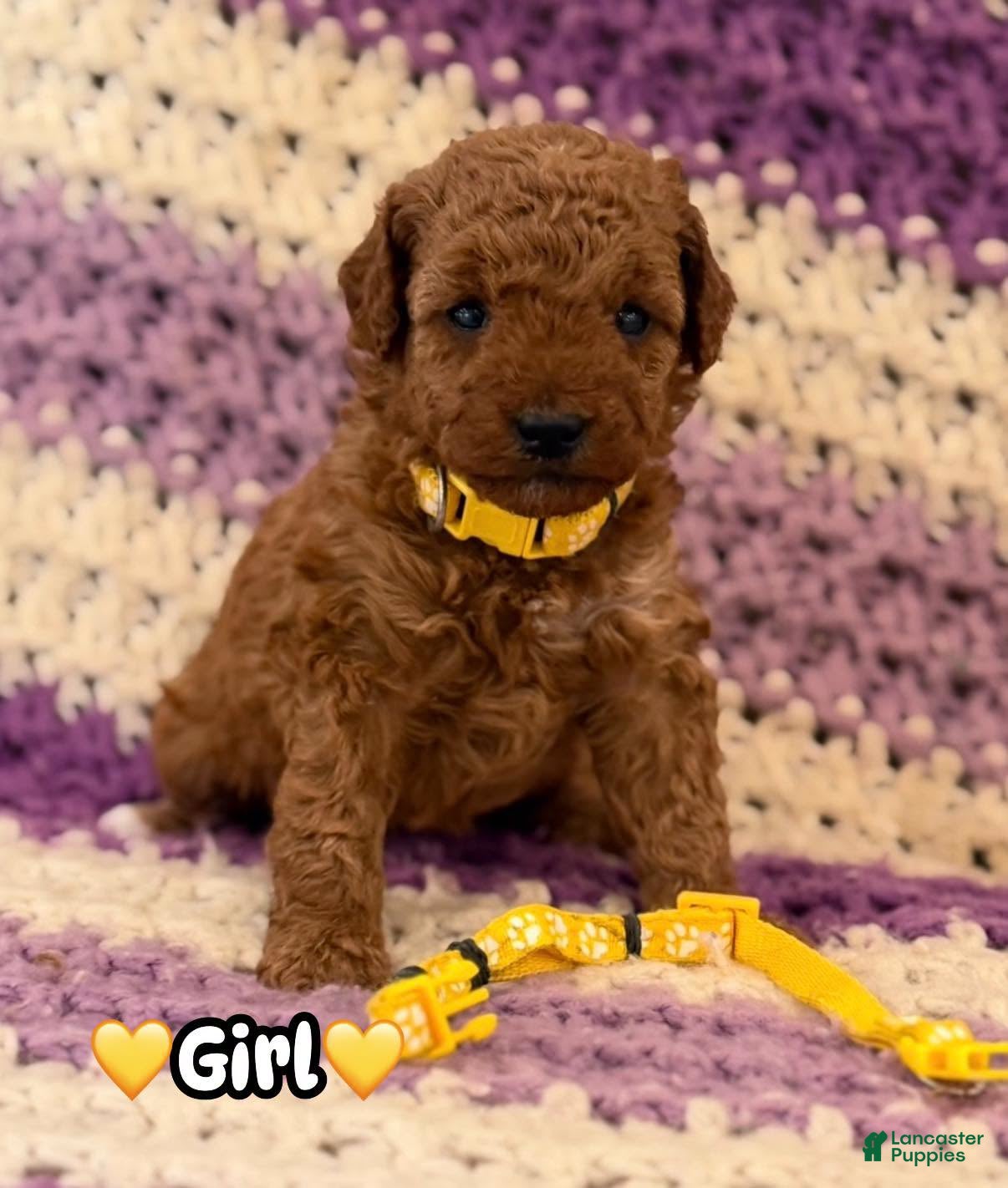 Mini Goldendoodle dogs for sale: yellow collar girl - Ad 1