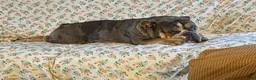 Olde English Bulldogge dogs for stud: Murphy - Ad 5