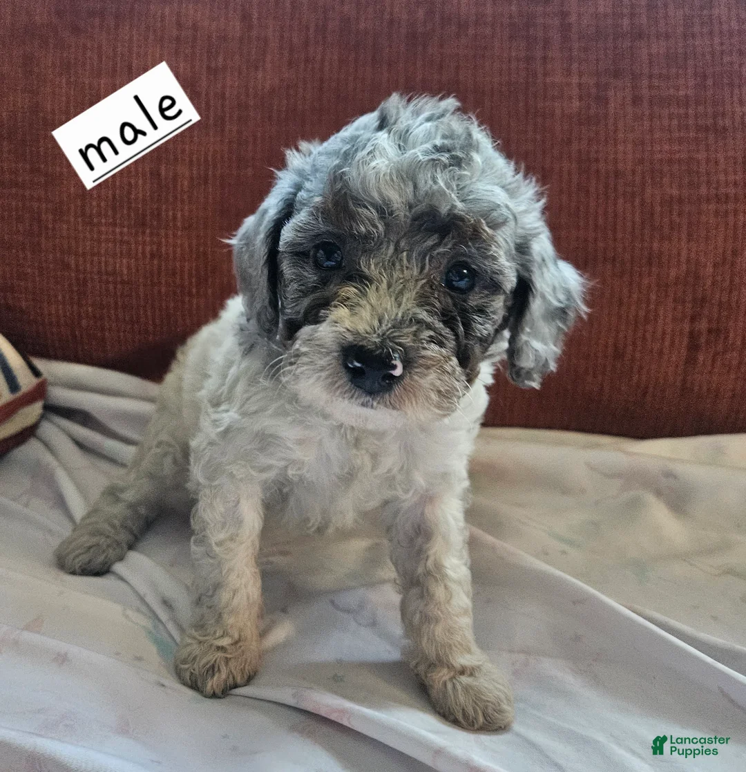 Miniature Poodle dogs for sale: Miniature Poodle Puppy 1 - Ad 2