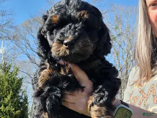 Mixed Breed dogs for sale: Mixed Breed Puppy 3 - Ad 4