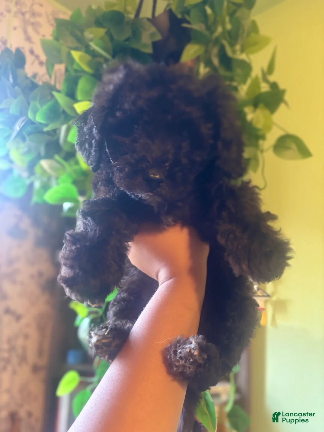 Mini Goldendoodle dogs for sale: Panther - Ad 1