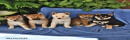 Shiba Inu dogs for sale: Sandy - Ad 3