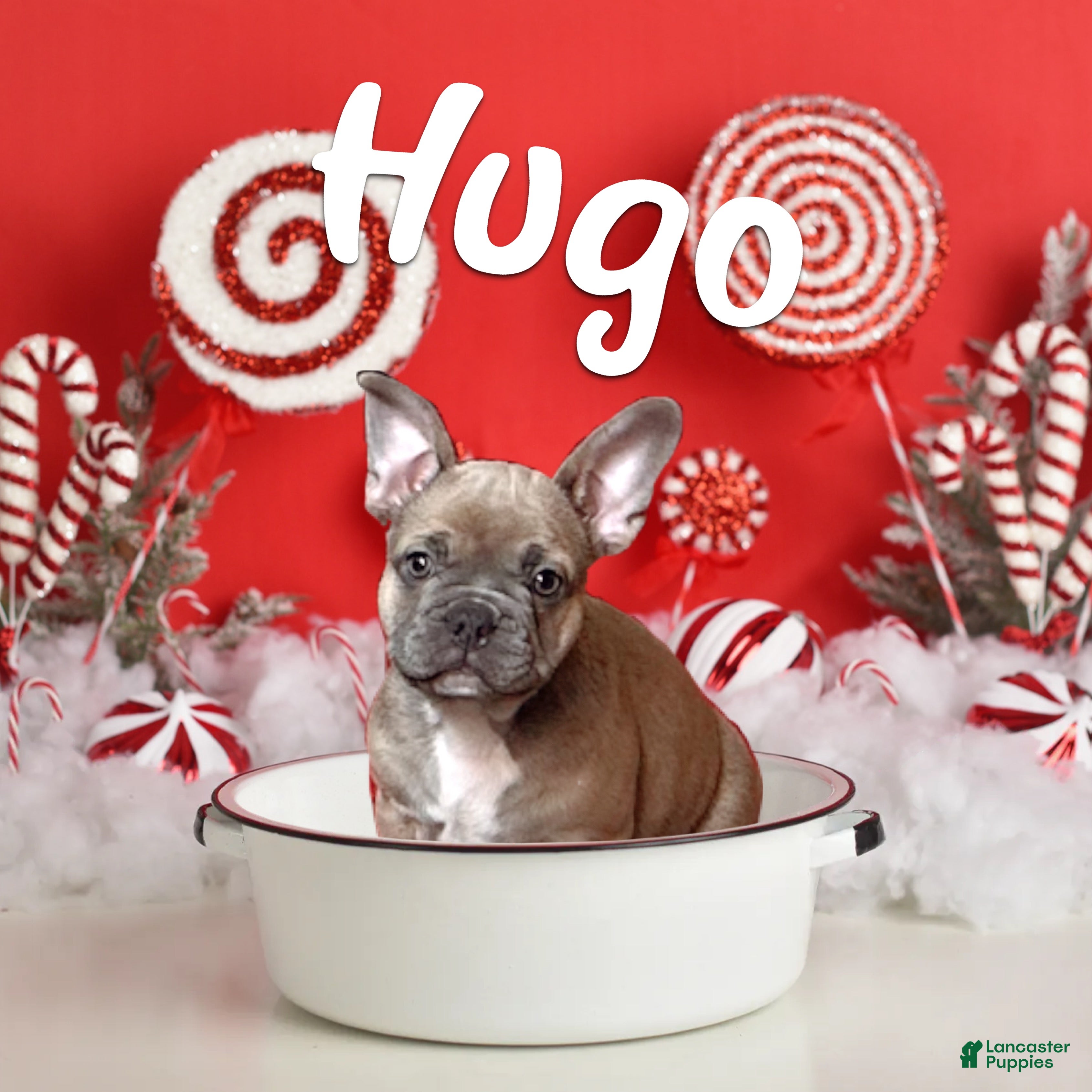 French Bulldog dogs Hugo - Ad 25