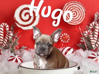 French Bulldog dogs Hugo - Ad 25