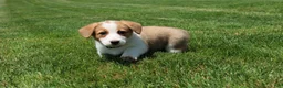 Welsh Corgi Pembroke dogs for sale: Willow  - Ad 4