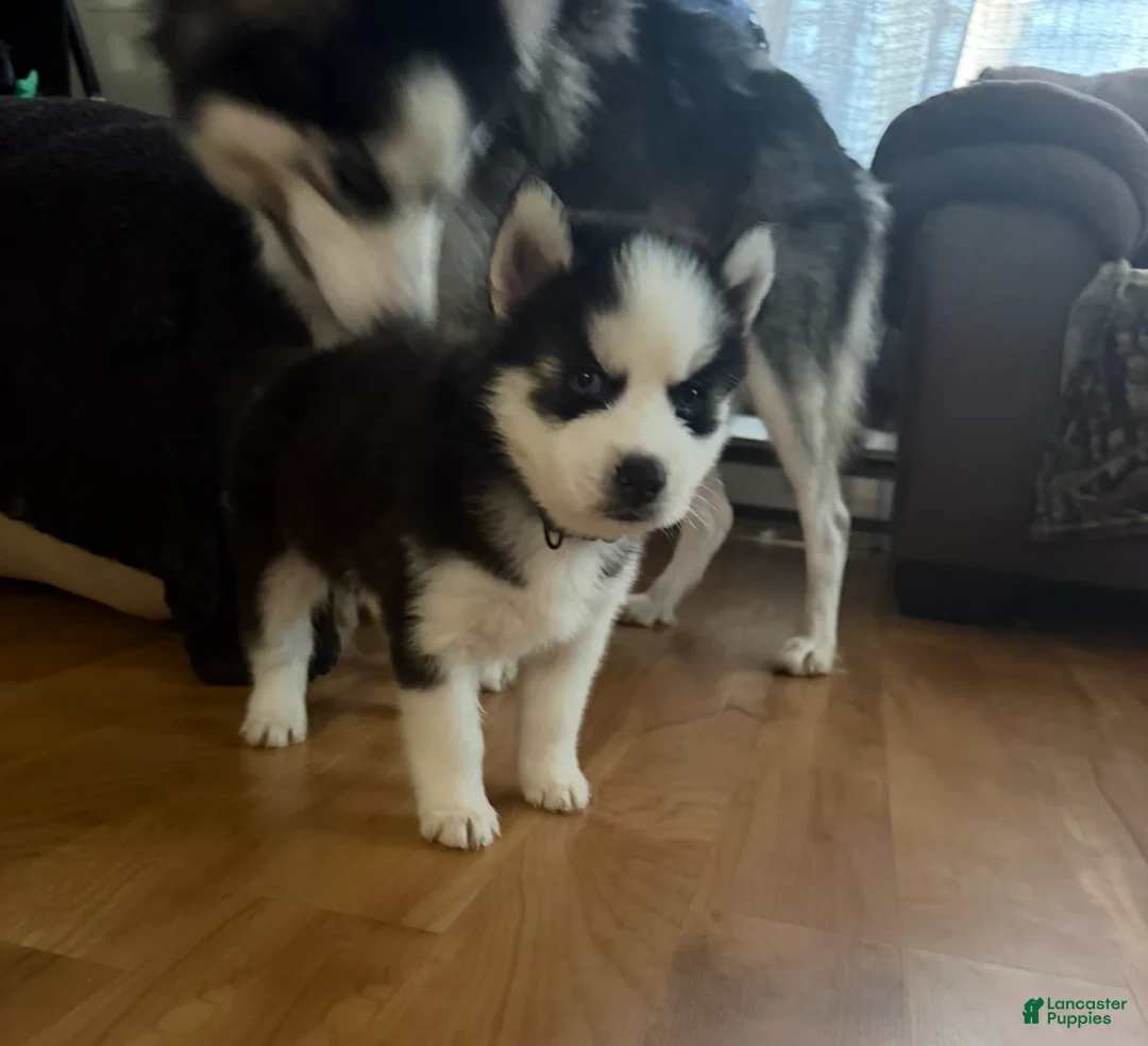 Siberian Husky dogs for sale: Ghost  - Ad 2